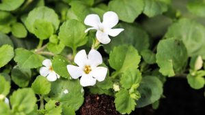 Bacopa Monnieri