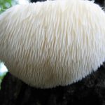 mushroom nootropic supplements